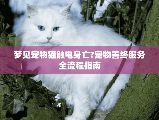 梦见宠物猫触电身亡?宠物善终服务全流程指南