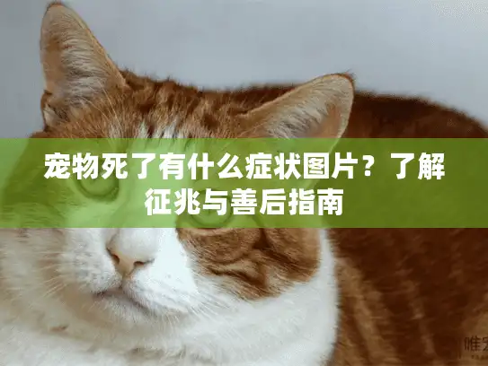 宠物死了有什么症状图片？了解征兆与善后指南