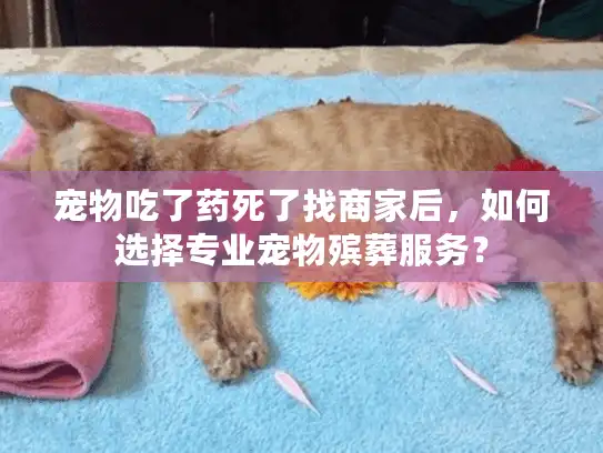 宠物吃了药死了找商家后，如何选择专业宠物殡葬服务？