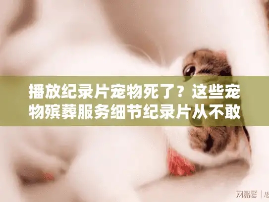 播放纪录片宠物死了？这些宠物殡葬服务细节纪录片从不敢拍