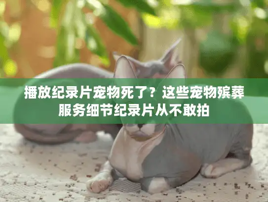 播放纪录片宠物死了？这些宠物殡葬服务细节纪录片从不敢拍