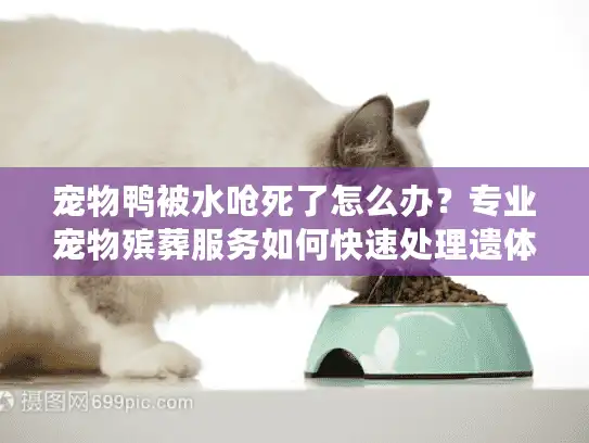 宠物鸭被水呛死了怎么办？专业宠物殡葬服务如何快速处理遗体？