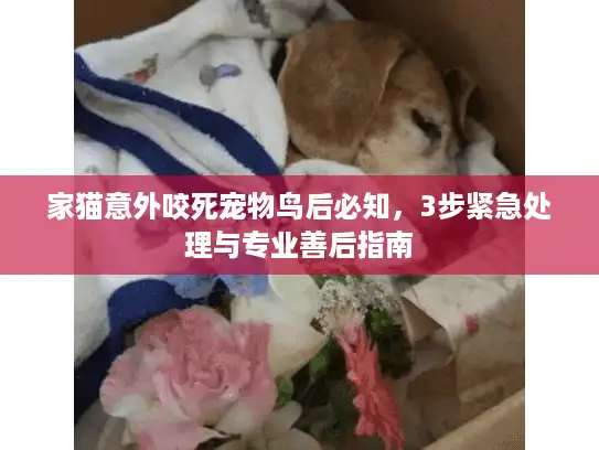 家猫意外咬死宠物鸟后必知，3步紧急处理与专业善后指南