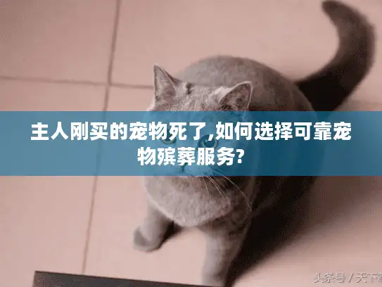 主人刚买的宠物死了,如何选择可靠宠物殡葬服务?