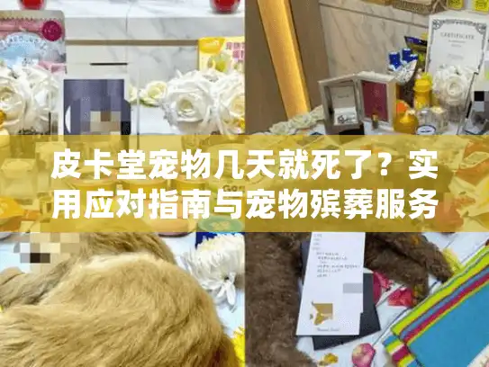 皮卡堂宠物几天就死了？实用应对指南与宠物殡葬服务解析