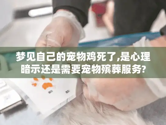 梦见自己的宠物鸡死了,是心理暗示还是需要宠物殡葬服务?
