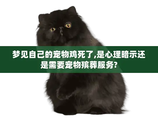 梦见自己的宠物鸡死了,是心理暗示还是需要宠物殡葬服务?
