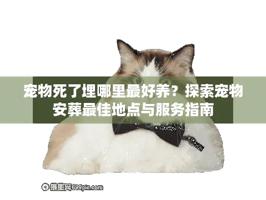 宠物死了埋哪里最好养？探索宠物安葬最佳地点与服务指南