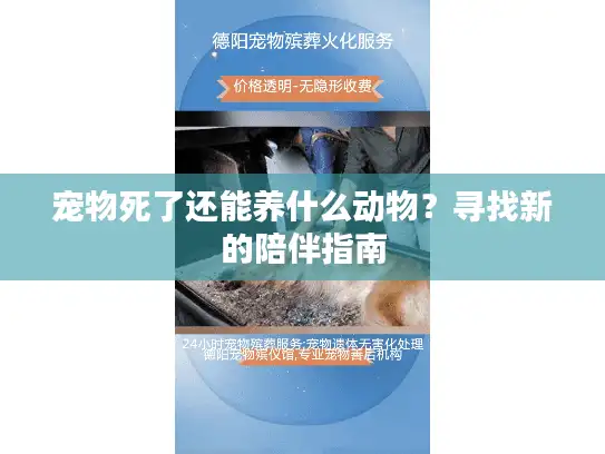 宠物死了还能养什么动物？寻找新的陪伴指南