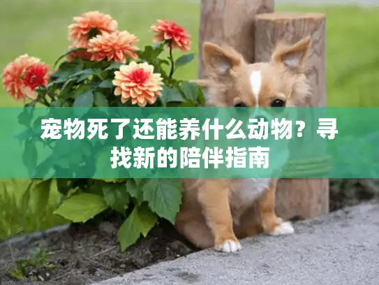宠物死了还能养什么动物？寻找新的陪伴指南