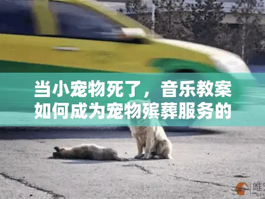 当小宠物死了，音乐教案如何成为宠物殡葬服务的情感疗愈方案