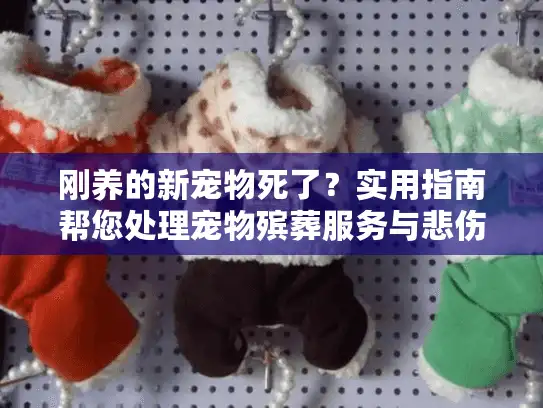 刚养的新宠物死了？实用指南帮您处理宠物殡葬服务与悲伤支持