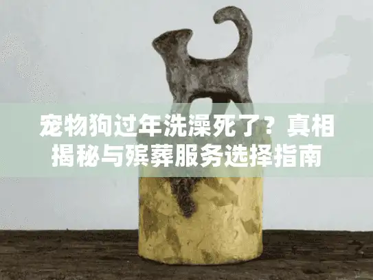 宠物狗过年洗澡死了？真相揭秘与殡葬服务选择指南