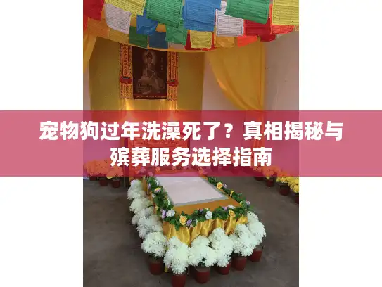 宠物狗过年洗澡死了？真相揭秘与殡葬服务选择指南