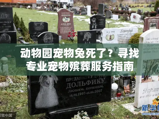 动物园宠物兔死了？寻找专业宠物殡葬服务指南
