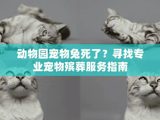 动物园宠物兔死了？寻找专业宠物殡葬服务指南