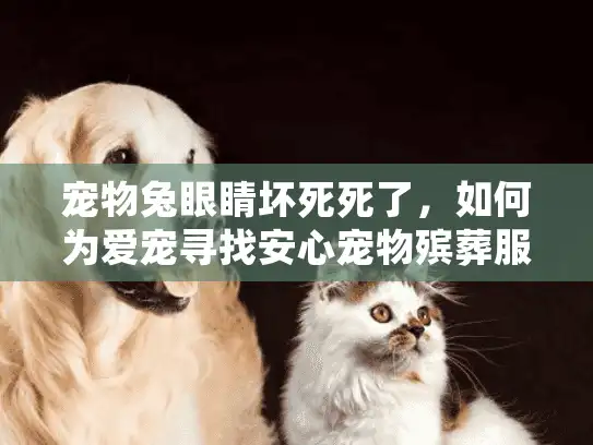 宠物兔眼睛坏死死了，如何为爱宠寻找安心宠物殡葬服务？