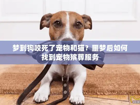 梦到狗咬死了宠物和猫？噩梦后如何找到宠物殡葬服务