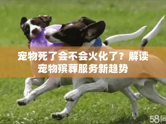 宠物死了会不会火化了？解读宠物殡葬服务新趋势