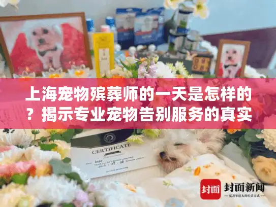 上海宠物殡葬师的一天是怎样的？揭示专业宠物告别服务的真实体验