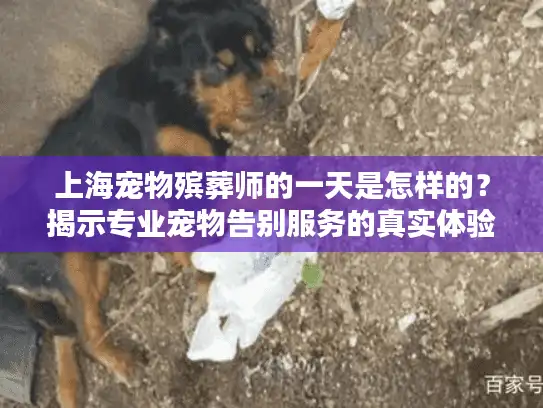 上海宠物殡葬师的一天是怎样的？揭示专业宠物告别服务的真实体验