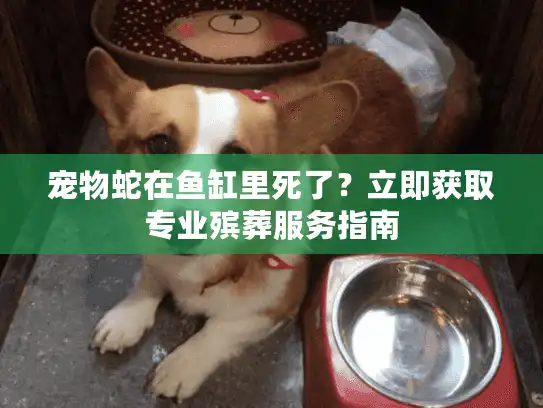 宠物蛇在鱼缸里死了？立即获取专业殡葬服务指南