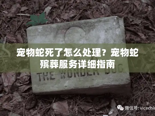 宠物蛇死了怎么处理？宠物蛇殡葬服务详细指南