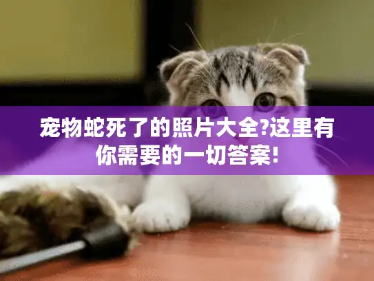 宠物蛇死了的照片大全?这里有你需要的一切答案!