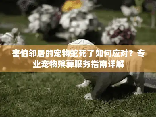 害怕邻居的宠物蛇死了如何应对？专业宠物殡葬服务指南详解