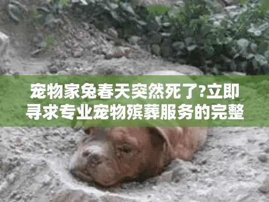 宠物家兔春天突然死了?立即寻求专业宠物殡葬服务的完整指南