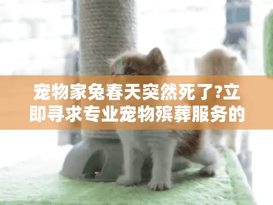 宠物家兔春天突然死了?立即寻求专业宠物殡葬服务的完整指南