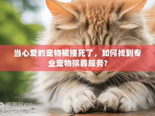 当心爱的宠物被撞死了，如何找到专业宠物殡葬服务?