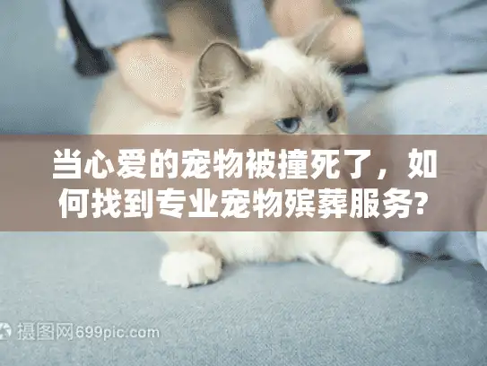 当心爱的宠物被撞死了，如何找到专业宠物殡葬服务?