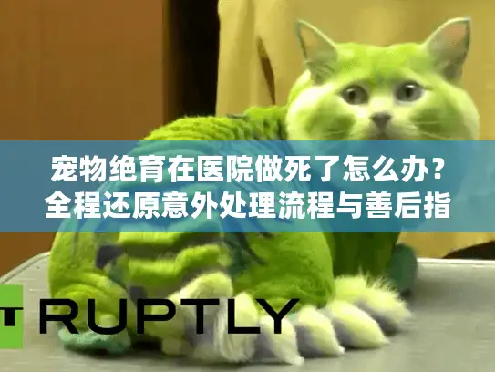 宠物绝育在医院做死了怎么办？全程还原意外处理流程与善后指南