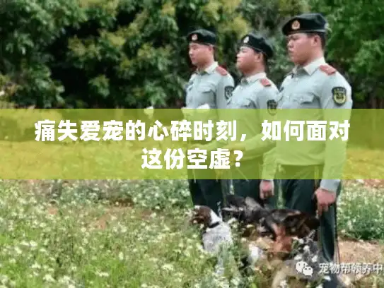 痛失爱宠的心碎时刻，如何面对这份空虚？