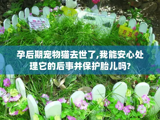 孕后期宠物猫去世了,我能安心处理它的后事并保护胎儿吗?