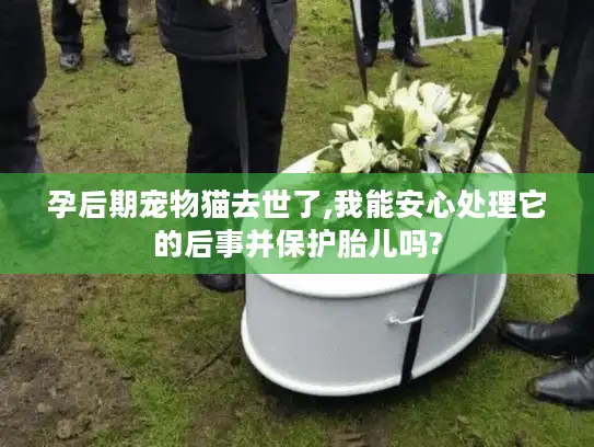 孕后期宠物猫去世了,我能安心处理它的后事并保护胎儿吗?