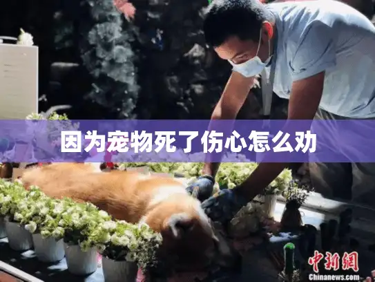因为宠物死了伤心怎么劝