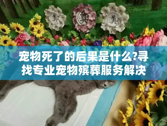 宠物死了的后果是什么?寻找专业宠物殡葬服务解决方案