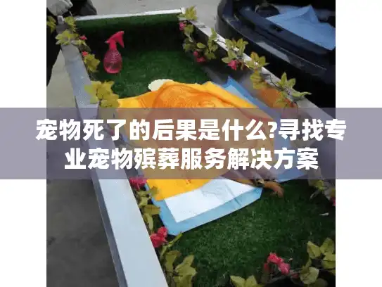 宠物死了的后果是什么?寻找专业宠物殡葬服务解决方案