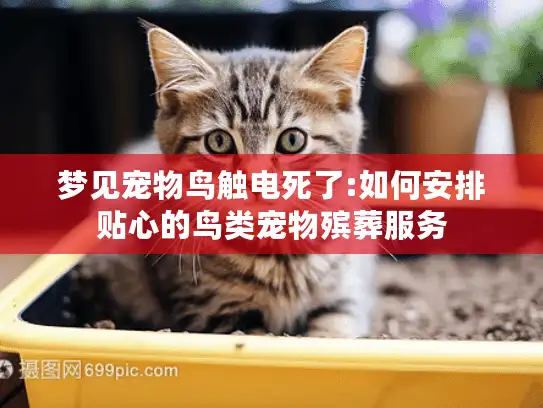 梦见宠物鸟触电死了:如何安排贴心的鸟类宠物殡葬服务