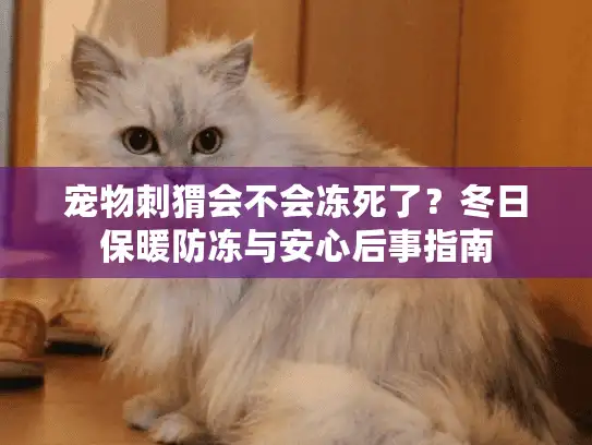 宠物刺猬会不会冻死了？冬日保暖防冻与安心后事指南