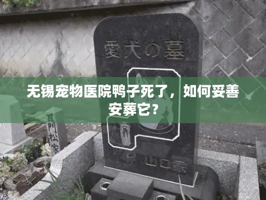 无锡宠物医院鸭子死了，如何妥善安葬它？
