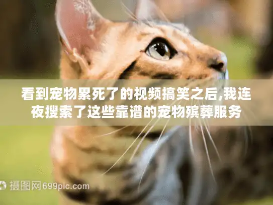 看到宠物累死了的视频搞笑之后,我连夜搜索了这些靠谱的宠物殡葬服务