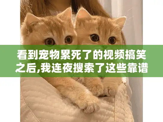 看到宠物累死了的视频搞笑之后,我连夜搜索了这些靠谱的宠物殡葬服务