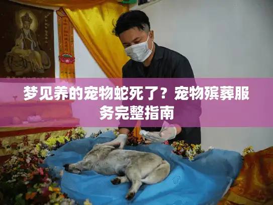 梦见养的宠物蛇死了？宠物殡葬服务完整指南