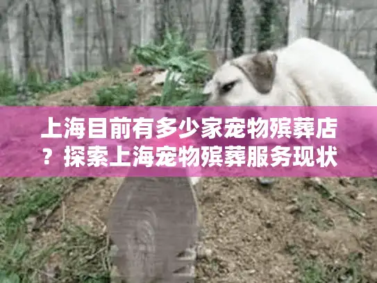 上海目前有多少家宠物殡葬店？探索上海宠物殡葬服务现状与数据