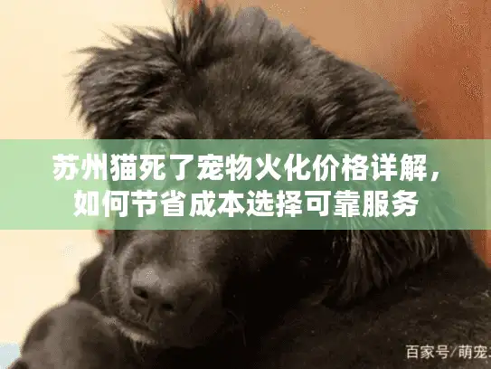 苏州猫死了宠物火化价格详解，如何节省成本选择可靠服务