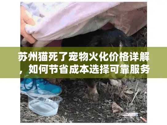 苏州猫死了宠物火化价格详解，如何节省成本选择可靠服务