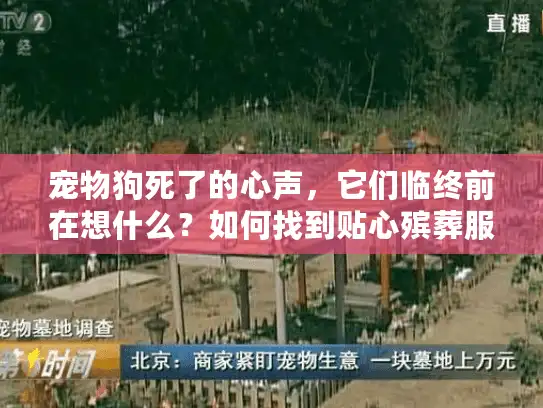 宠物狗死了的心声，它们临终前在想什么？如何找到贴心殡葬服务？